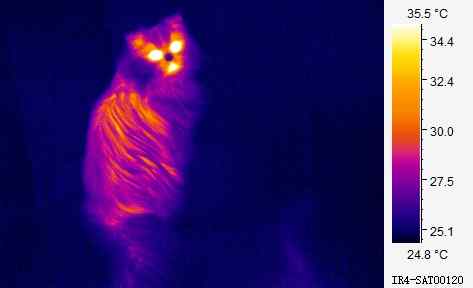 Wärmebild einer Katze